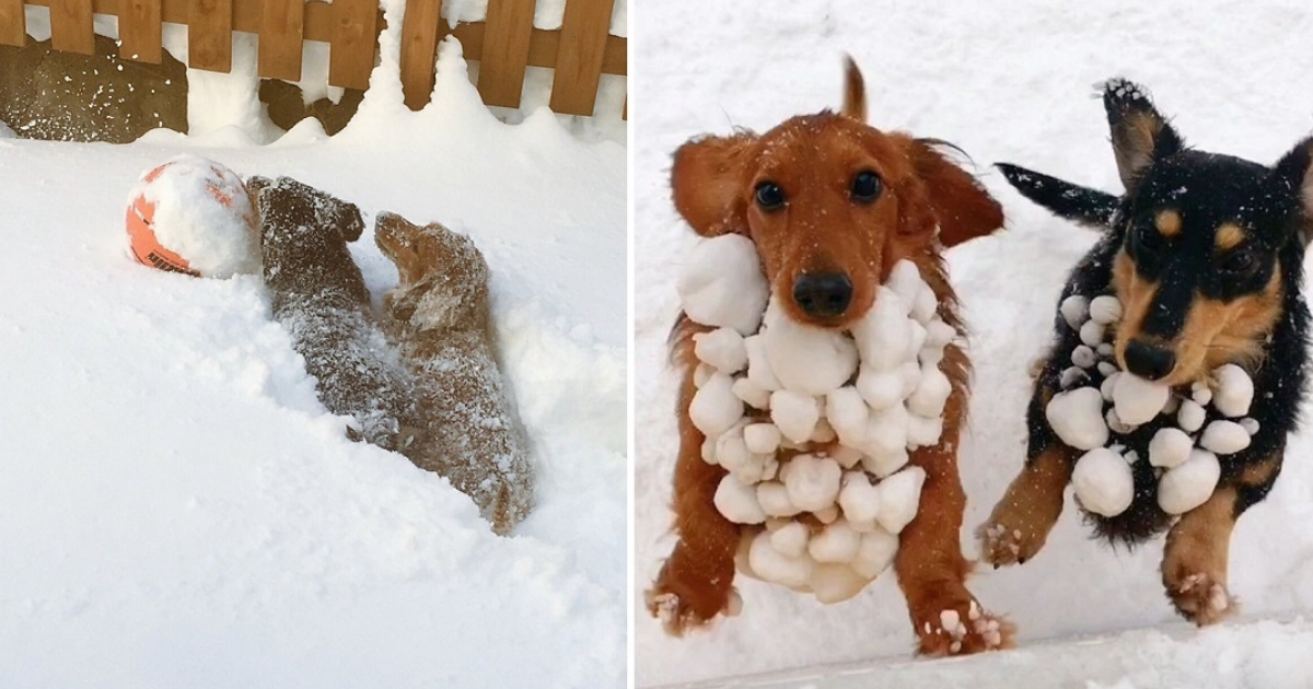 2 Dogs Playing Out in the Backyard Brought Home Dozens of Snowballs Attached to Their Fur Good