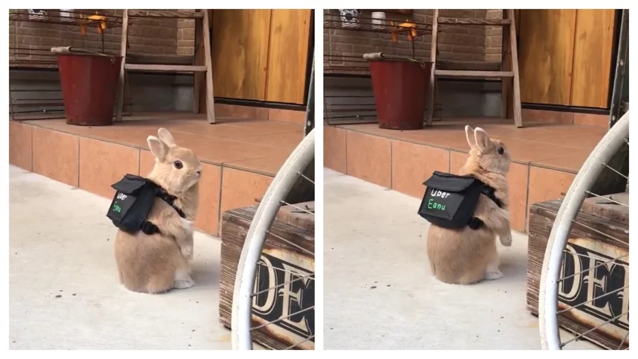 Uber Eanu Rabit A Rabbit Carrying an Uber Eats Bag Seemingly Delivering Food at a ...