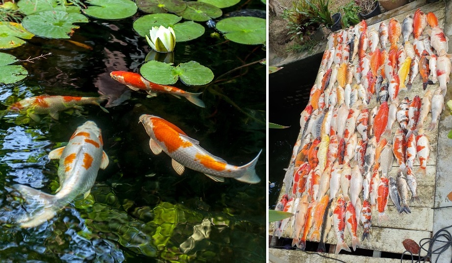 Thai Man Raised 112 Koi Fish for 6 Years, but They All Passed Away ...