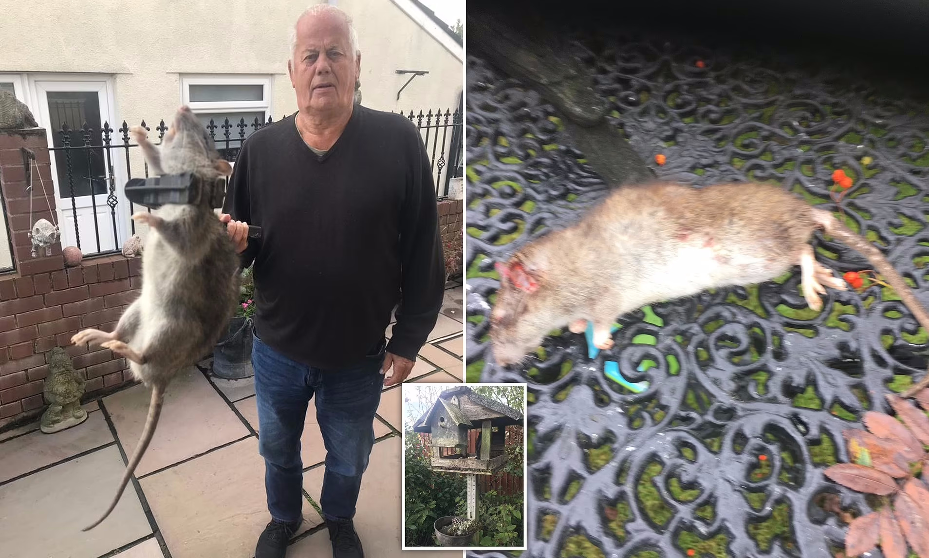 18-Inch Rat as Big as a Small Dog was Killed by a Man Whose Home is ...