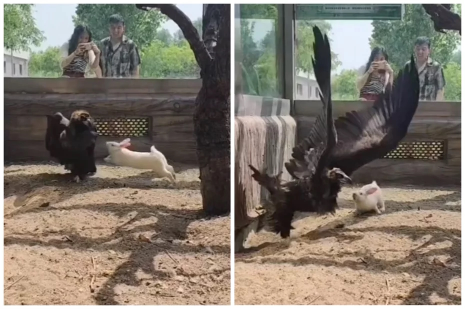 A Rabbit Chases a Tamed Vulture Inside an Enclosure of a Rescue Center ...